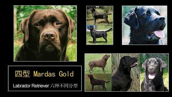 拉布拉多有几种形态的,拉布拉多真有五种形态吗