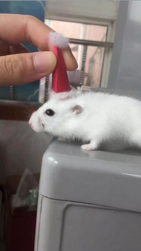 宠物仓鼠知识大全集,关于宠物仓鼠的文章