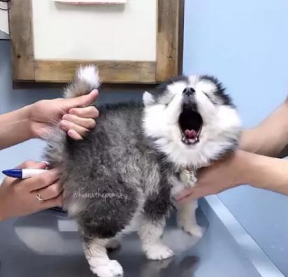 狗狗被臭到后的反应,狗狗被螨虫咬是什么样子的