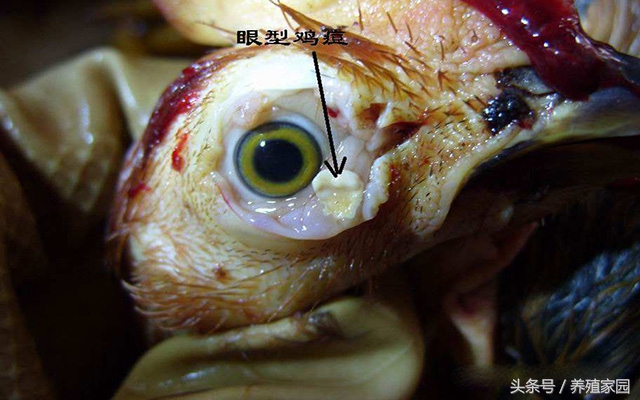 鸡痘如何预防和治疗,鸡痘和鸡喉痘的区别