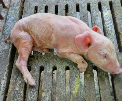 小猪腹泻和黄白痢的区别,小猪十天左右拉黄白痢怎么办