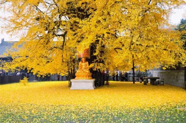 川西最美秋景,四川最美秋景