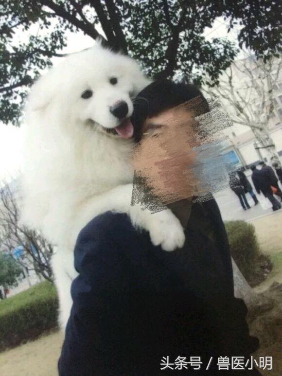 萨摩耶犬中暑怎么救,萨摩耶被寄养受伤