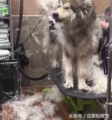 为什么越来越少人养阿拉斯加,阿拉斯加五个月换毛正常吗