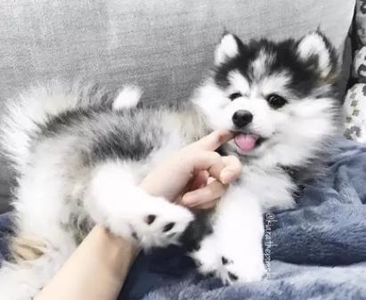 狗狗被臭到后的反应,狗狗被螨虫咬是什么样子的