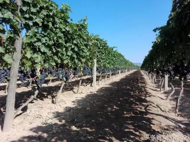 戎子酒庄酒业集团,戎子酒庄倾力打造