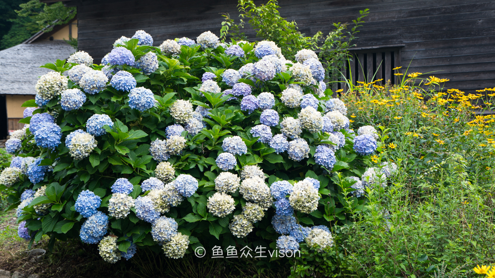 这里是日本,日本旅游柯南故乡