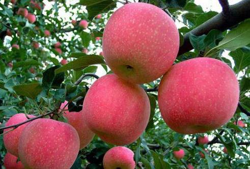 古代的水果都什么?香蕉榴莲有没有?