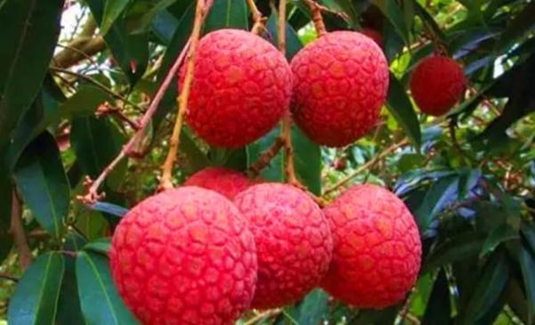 古代的水果都什么?香蕉榴莲有没有?