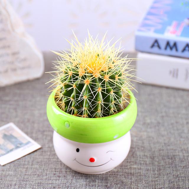 装修好的房子种什么植物能去甲醛,24小时去甲醛有害气体的植物