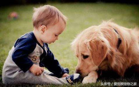 爱狗人士vs爱猫人士,厌狗人士和爱狗人士心理