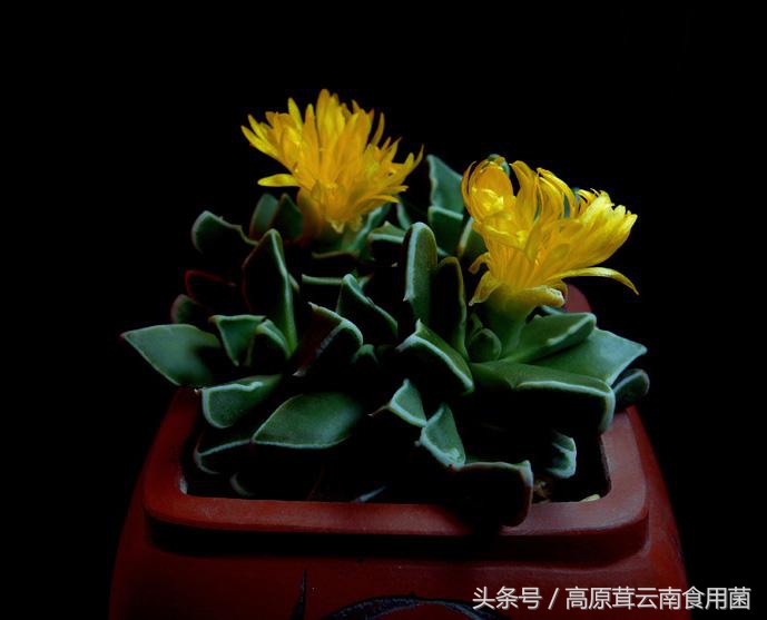 常见的番杏科多肉种植品种8枚，喜欢的话就收藏吧！