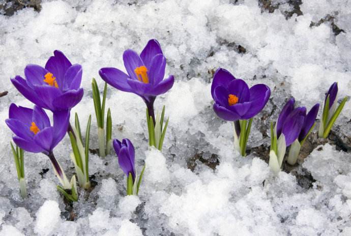最好看的花藏红花,藏红花被誉为女性之花