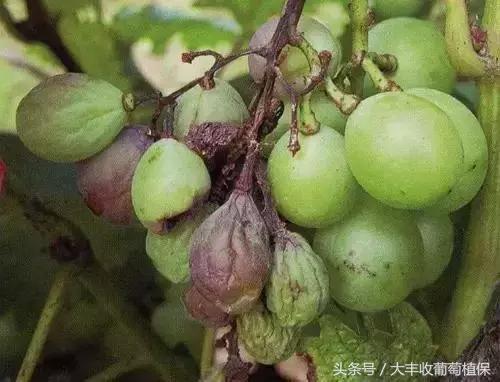 葡萄穗尖干枯怎么治,葡萄穗轴枯萎怎么回事