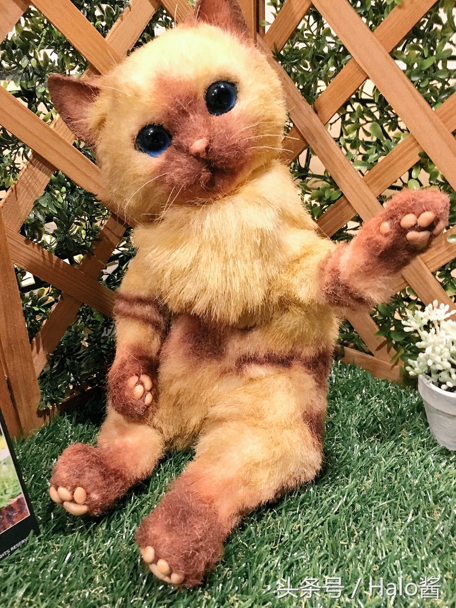 怪物猎人世界三只艾露猫,怪物猎人艾露猫真人