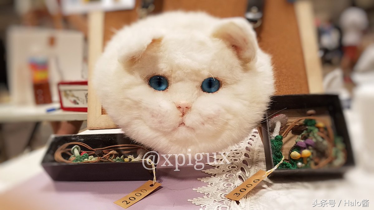 怪物猎人世界三只艾露猫,怪物猎人艾露猫真人