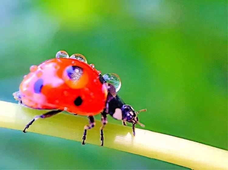 手机怎么玩转拍摄,手机怎样微距拍照