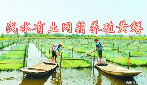 黄鳝养殖技术的难度和前景,养殖黄鳝的成本和利润分析