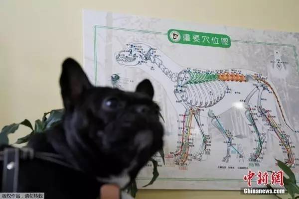 桌边社0824：想在中国找到不用抗生素的鸡，难度很大