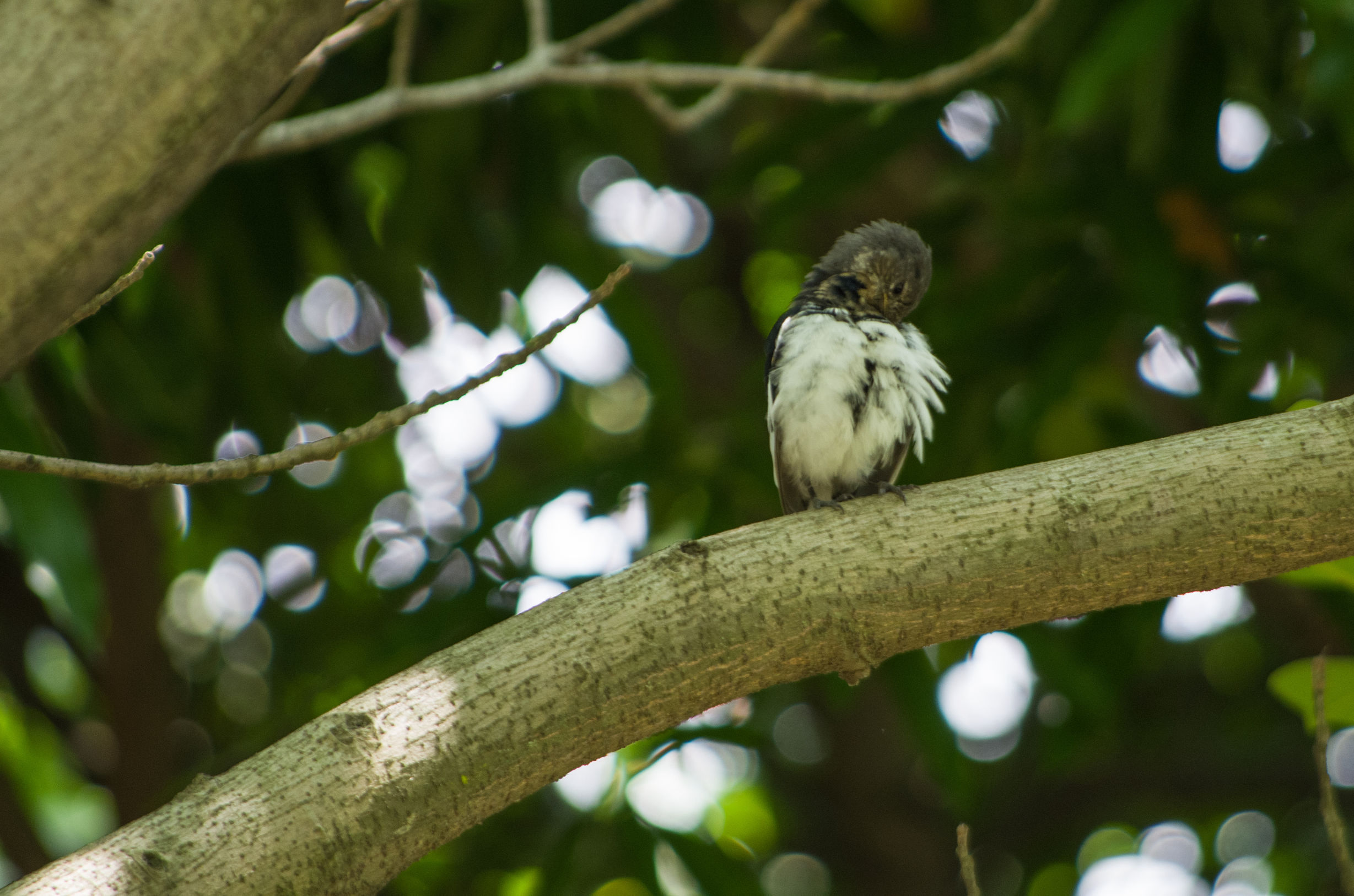 宾得k50的1600万像素高吗,宾得k50有hdmi接口吗