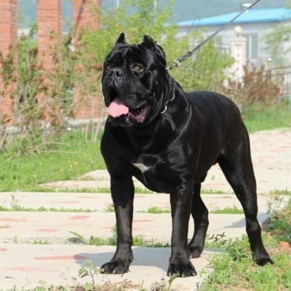 新手好养的四种猛犬,老司机正确的选择