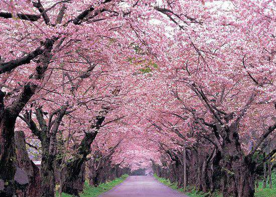 世界各国的国花图片大全,世界各国的国花都是哪些