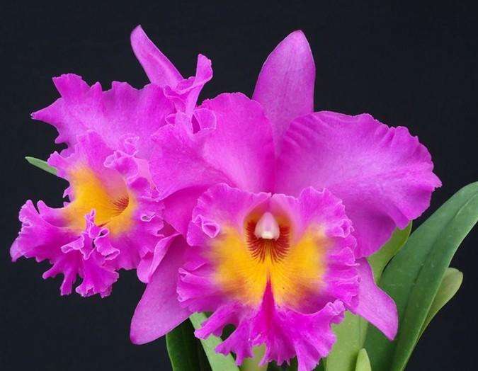 世界各国的国花图片大全,世界各国的国花都是哪些