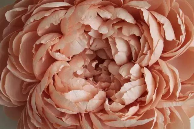 会枯萎腐烂的仿真花,会枯萎的花有什么