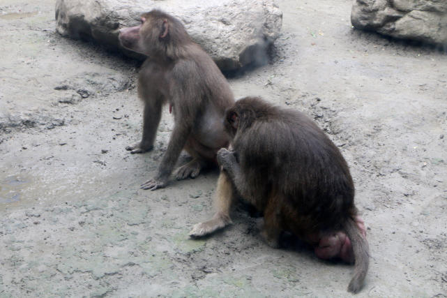 成都动物园看各种动物,成都动物园周末打卡景点