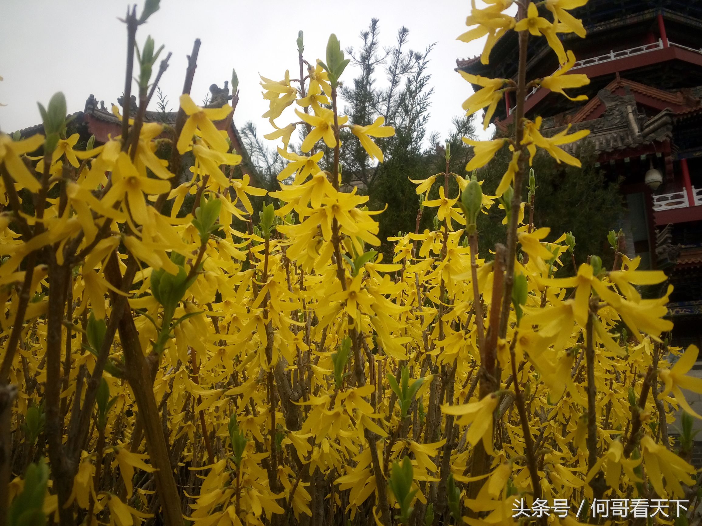 皇贵妃身体病重,皇贵妃与野郎治病