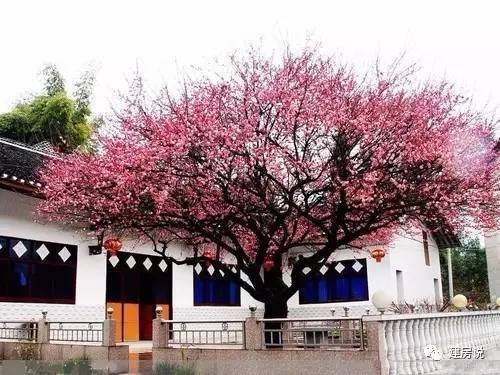 别墅庭院景观树图片大全,别墅庭院围栏用什么树