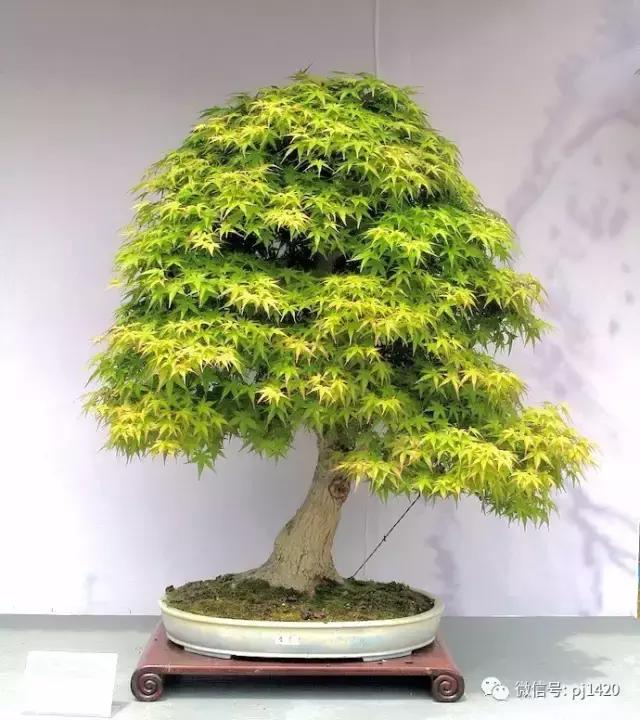 50种盆景树图片大全,50种盆景植物图片大全