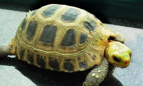 养殖陆龟有什么用,养陆龟的视频教程