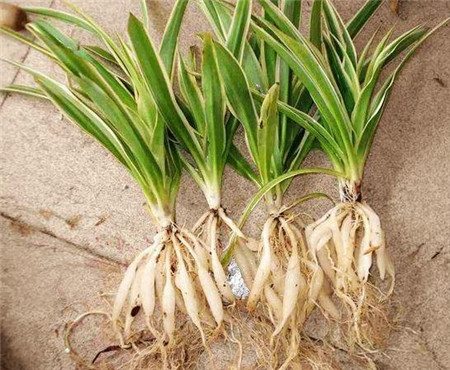 怎样水培吊兰扦插,水培吊兰怎样才能长的更快