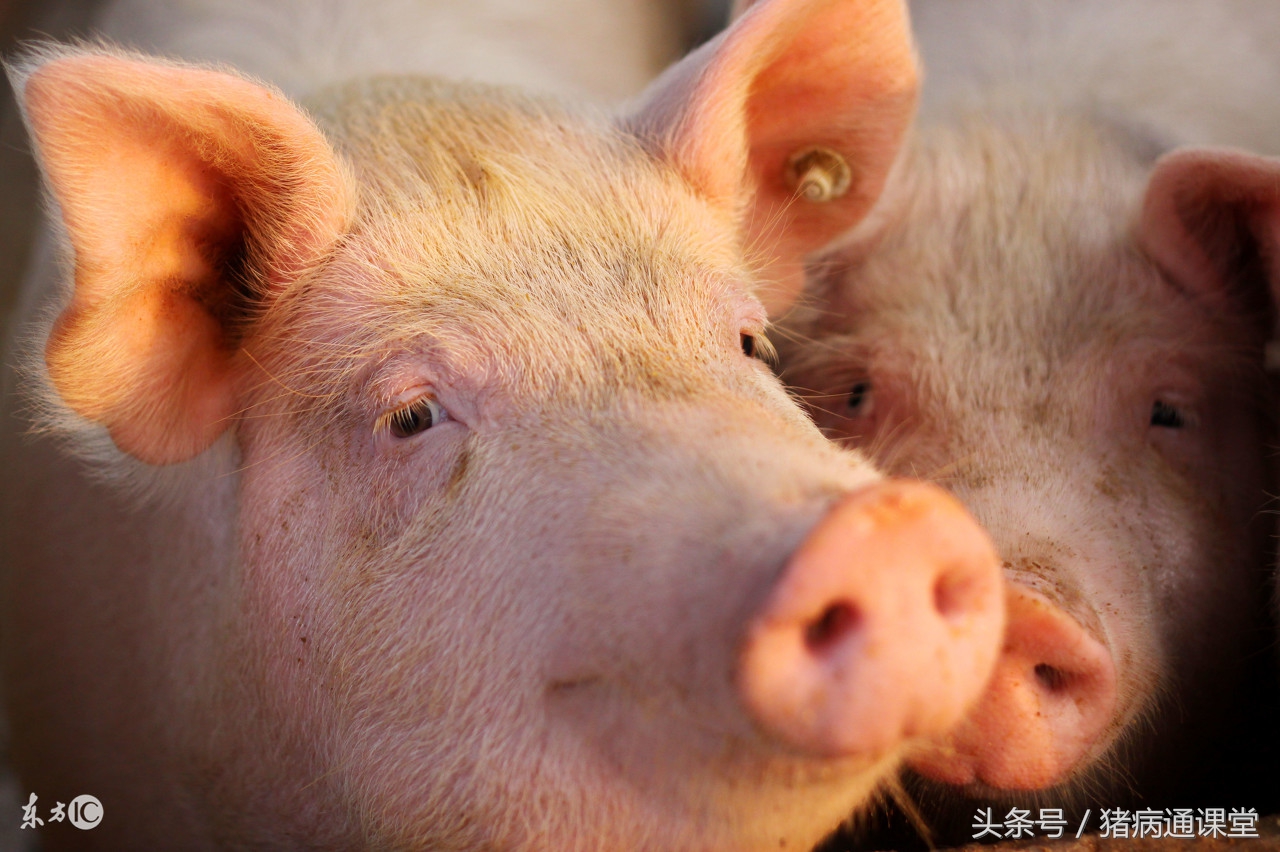 猪疥癣病的防治,猪疥癣会自愈吗