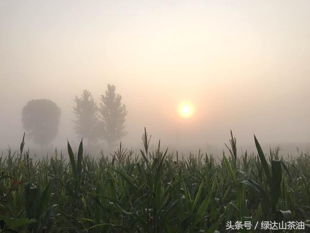 用脚步丈量河南，新豫商行读中原Day5：走进南街村