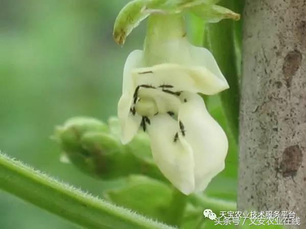 十大类杀虫剂详解不容错过,十大类型杀虫剂