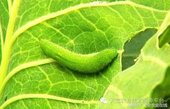 家用杀虫剂喷雾十大品牌,内吸性杀虫剂十大排行