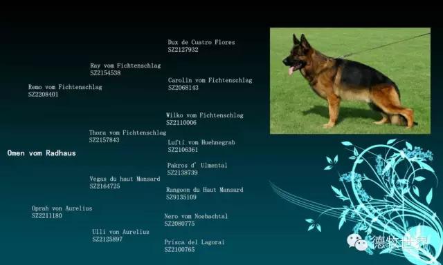 原创|德牧名犬：超越一切，无需说明欧门