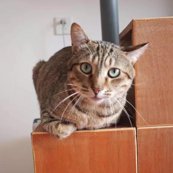 上海嘉定哪里有免费领养狗,瑶海区附近最近的宠物领养