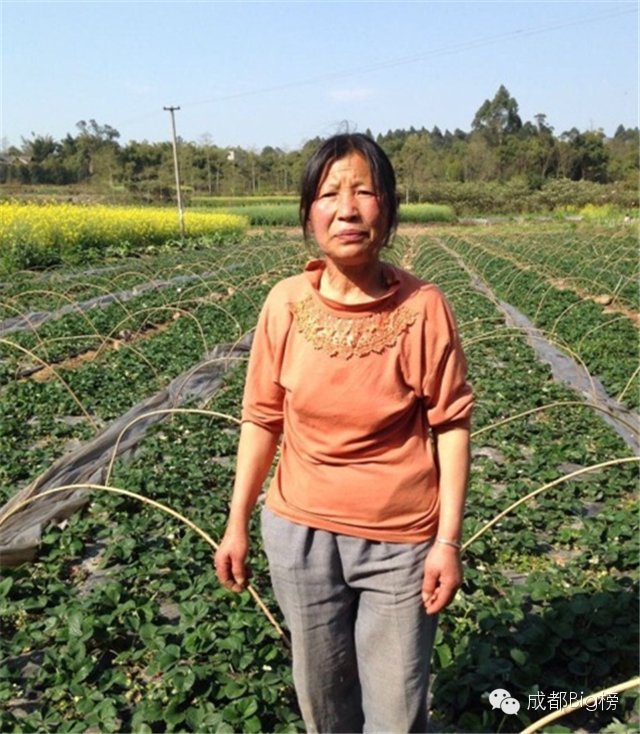 一个用味道留住你的草莓采摘园,52个新鲜草莓