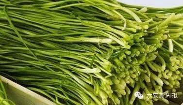 六安最新“野菜宝典”7种野菜，13种时令蔬菜，你都认识吗？