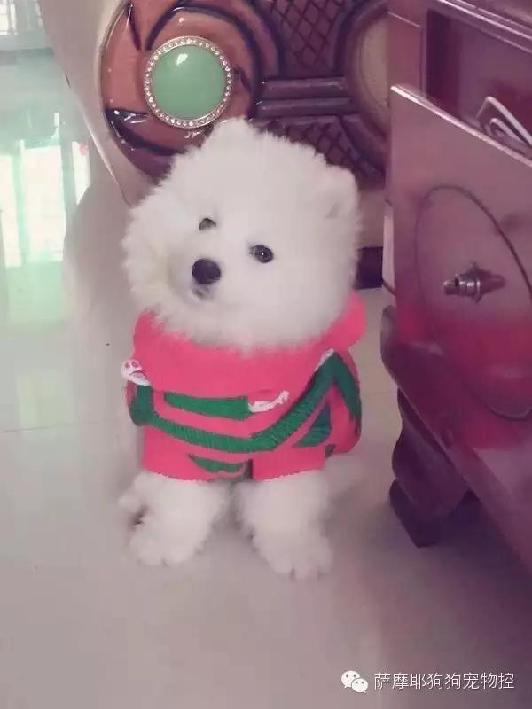 一只特立独行的萨摩,一只呆萌的哈巴狗