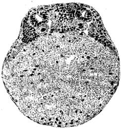 饶毅华大基因,饶毅和饶兵