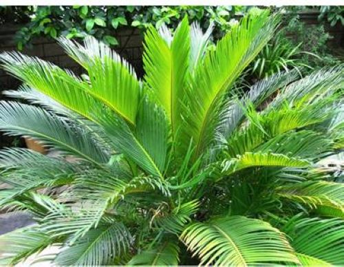 苏铁盆栽铁树大型室内绿植,苏铁铁树怎么养护