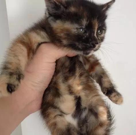 2022上海宠物领养中心官网,上海宠物领养日申请领养概率