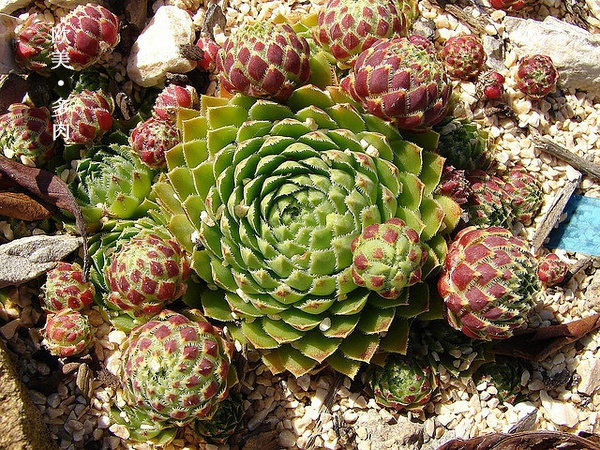 多肉张狂起来,狂野型多肉