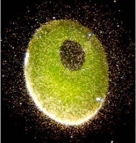 饶毅华大基因,饶毅和饶兵