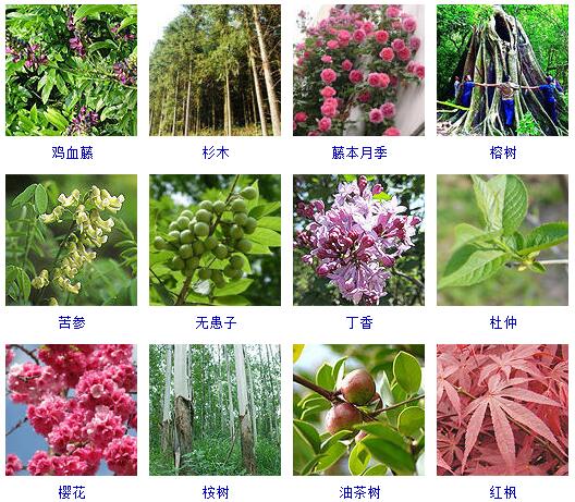 花卉知识|什么是木本植物？常见的木本植物都有哪些？