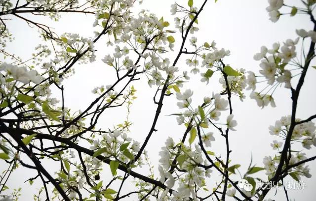 2022成都周边赏花,成都周边游赏花最佳景点